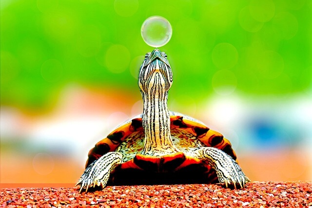 animal, turtle, bubble, reptile, turtle shell, animal world, wildlife, wildlife photography, nature, close up, turtle, turtle, turtle, turtle, turtle