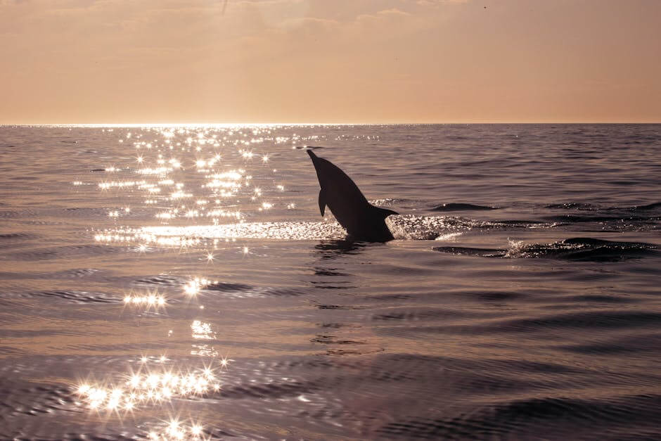 Silhouette of a dolphin at sunset, captured at Oceanside beach showing sparkling ocean waves.