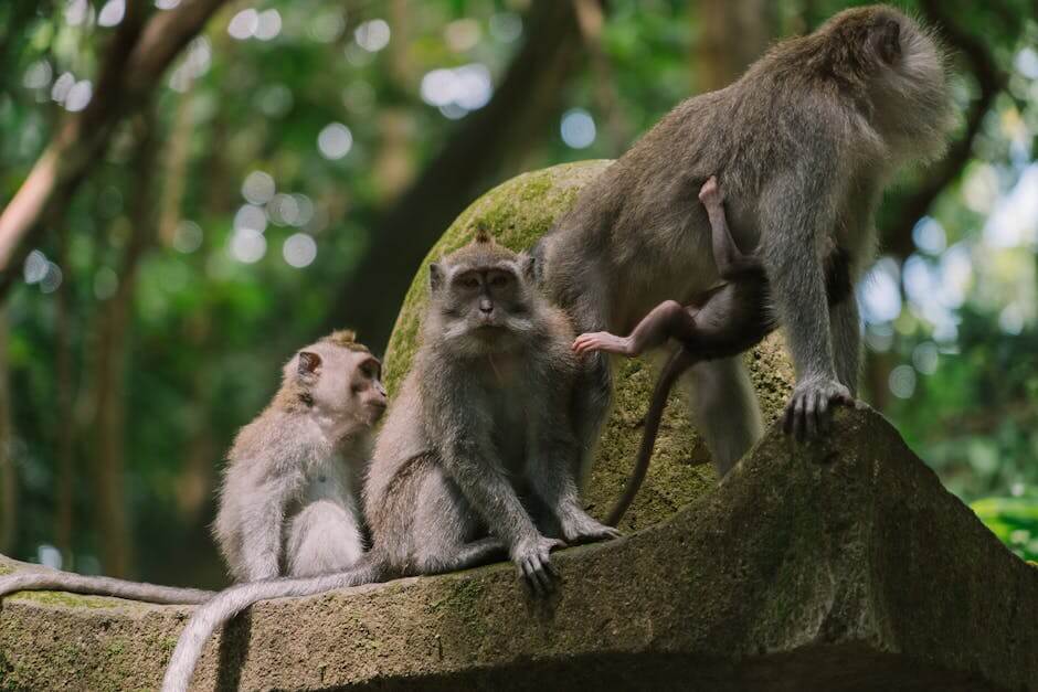 pexels-photo-7723741-7723741 A group of Balinese long-tailed macaques perched in a lush jungle in Ubud, Bali.