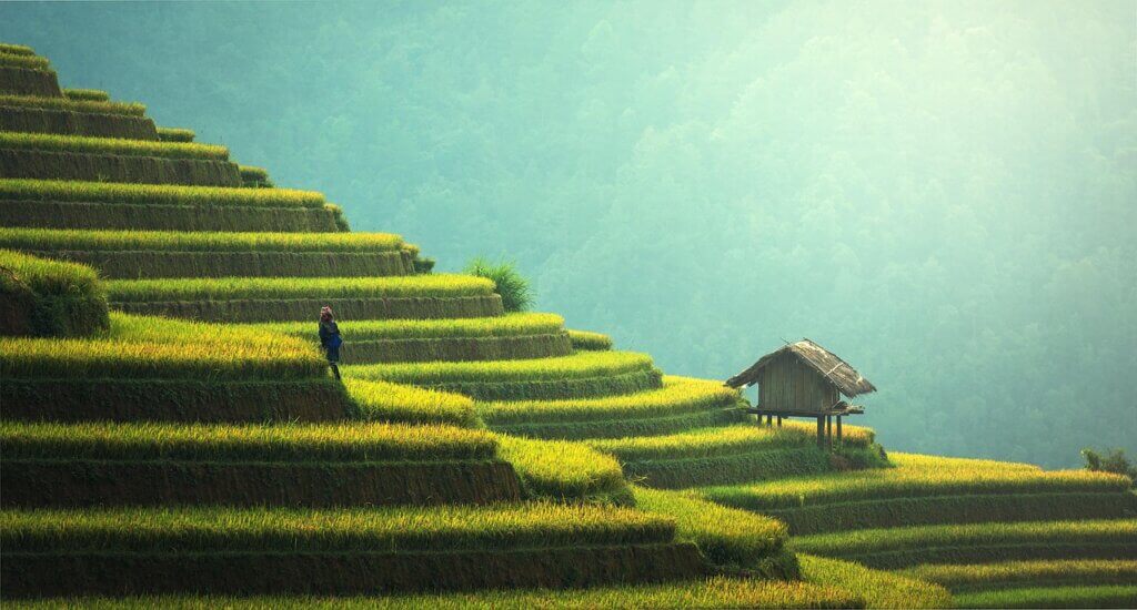 agriculture, rice plantation, thailand, rice, vietnamese, green, ecology, myanmar, burma, growth, countryside, malaysia, nature, bali, plantation, hills, indochina, terraces, garden, gardening, environment, cambodia, asia